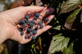 Female hand holding a bunch of ripe blue girlish grape on background of leaves Royalty Free Stock Photo