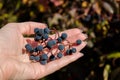 Female hand holding a bunch of ripe blue girlish grape on background of leaves Royalty Free Stock Photo