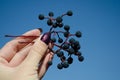 Female hand holding a bunch of ripe blue girlish grape on blue sky background Royalty Free Stock Photo