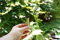 Female hand holding a burned palo Santo wood for creating good energy, green nature background.