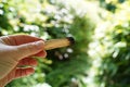 Female hand holding a burned palo Santo wood for creating good energy, green nature background.