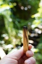 Female hand holding a burned palo Santo wood for creating good energy, green nature background.