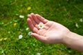 Female hand holding camomile Royalty Free Stock Photo