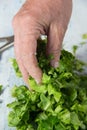 Female hand holding a Chopped salad Royalty Free Stock Photo