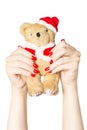 Female hand holding a cute Christmas teddy bear isolated on the white background Royalty Free Stock Photo