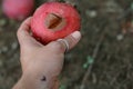 Female hand holding a damaged red apple on blurred background Royalty Free Stock Photo