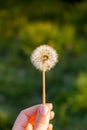 Female hand holding Dandelion blossom at sunset. Fluffy dandelion bulb gets swept away by morning wind blowing across Royalty Free Stock Photo