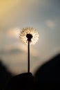 Female hand holding Dandelion blossom at sunset. Fluffy dandelion bulb gets swept away by morning wind blowing across Royalty Free Stock Photo