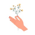 Female hand holding delicate yellow wild flower isolated on white background. Herbal floral plant. Perennial graphic