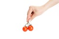 Female hand holding a delicious red tasty tomatoes on white background Royalty Free Stock Photo