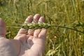 Female hand holding ears of wheat and rye on the field Royalty Free Stock Photo