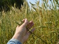 Female hand holding ears of wheat and rye on the field Royalty Free Stock Photo