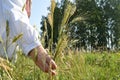 Female hand holding ears of wheat and rye on the field Royalty Free Stock Photo