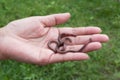 Female hand holding earth worms in hands. Royalty Free Stock Photo