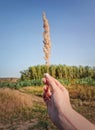 Female hand holding a foxtail reed plant in the wind over the idyllic rural background. Autumnal background, fall season