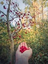 Female hand holding fresh bio hawthorn berries after picking them up from the tree in the forest. Wildberries in the woods natural