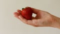 Female hand holding fresh large juicy strawberry over grey background.