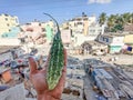 Female hand holding a fresh organic bitter gourd , it is also known as balsam apple , balsam pear, bitter cucumber bitter melon Royalty Free Stock Photo