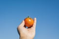 Female hand holding fresh tomato and blue sky Royalty Free Stock Photo