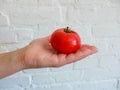 Female hand holding fresh tomatoes on white brick background. Food, vegetables, agriculture. Woman holding red cherry tomatoes Royalty Free Stock Photo