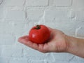 Female hand holding fresh tomatoes on white brick background. Food, vegetables, agriculture. Woman holding red cherry tomatoes Royalty Free Stock Photo