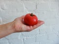 Female hand holding fresh tomatoes on white brick background. Food, vegetables, agriculture. Woman holding red cherry tomatoes Royalty Free Stock Photo