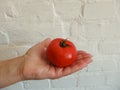 Female hand holding fresh tomatoes on white brick background. Food, vegetables, agriculture. Woman holding red cherry tomatoes Royalty Free Stock Photo