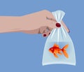 Female hand holding a goldfish in a plastic bag with water Royalty Free Stock Photo