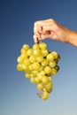 Female hand holding grape cluster