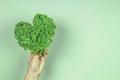 Female hand holding green heart made of fresh curly kale cabbage leaves over green background. Love of vegetarian, vegan Royalty Free Stock Photo