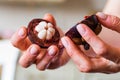 Close up halves of fresh mangosteen fruit in woman`s hand Royalty Free Stock Photo