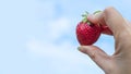 Female hand holding juicy strawberries against the blue sky. Natural organic food production. Homegrown, gardening and agriculture Royalty Free Stock Photo