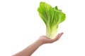 Female hand holding lettuce or salad plant isolated. Healthy vegan or vegetarian concept