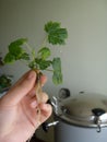 Female hand holding a little raspberry plant. It is grown on a nutrient medium during micropropagation in vitro. Rooting