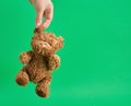 female hand is holding a little teddy bear by the ear Royalty Free Stock Photo