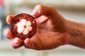 Close up fresh half mangosteen fruit in woman`s hand Royalty Free Stock Photo