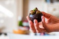 Close up fresh mangosteen fruit in woman`s hand Royalty Free Stock Photo