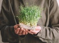 Female hand holding microgreens, sprouts of green peas Royalty Free Stock Photo