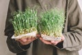 Female hand holding microgreens, sprouts of green peas Royalty Free Stock Photo