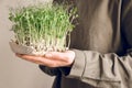 Female hand holding microgreens, sprouts of green peas Royalty Free Stock Photo