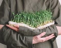 Female hand holding microgreens, sprouts of green peas Royalty Free Stock Photo