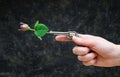 Female hand holding a miniature revolver with a red rose placed into the barrel against a dark grunge background. Royalty Free Stock Photo