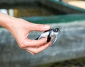 Female hand holding newborn turtle, Ceylon