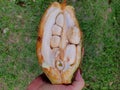 Female hand holding an open fruit of Pachira aquatica Aubl. Royalty Free Stock Photo