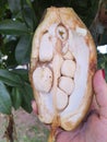 Female hand holding an open fruit of Pachira aquatica Aubl. cut in half. Royalty Free Stock Photo