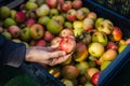 Female hand holding an organic apple