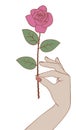 Female hand holding on the palm a pink rose.