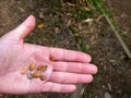 female hand holding parchment coffee beans and green coffee, tak Royalty Free Stock Photo