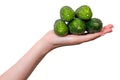 Female hand holding a pile of cucumbers isolated on a white background Royalty Free Stock Photo