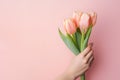 Female hand holding pink tulip flowers in front of pink studio background Royalty Free Stock Photo